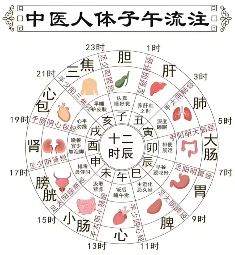 图片[1]-人体十二经脉气血流注次序，养生用好气血流注，就能保持身体健康-智健家