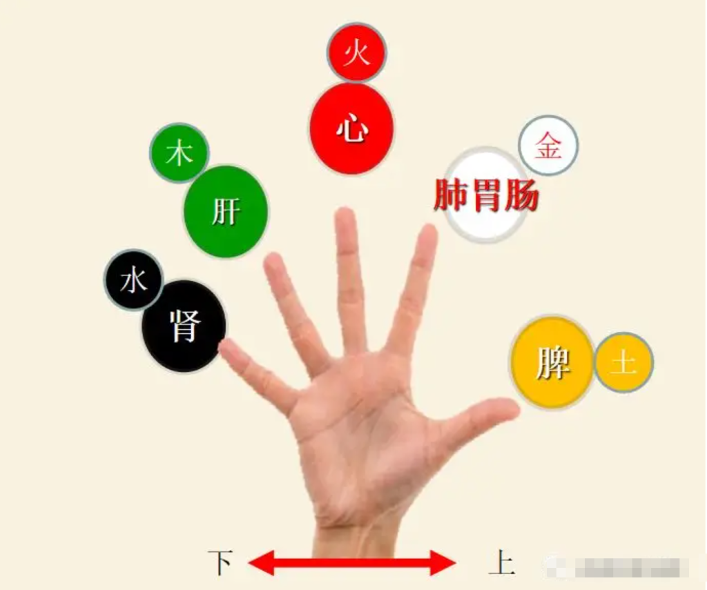 图片[1]-10分钟学会看手诊病-智健家