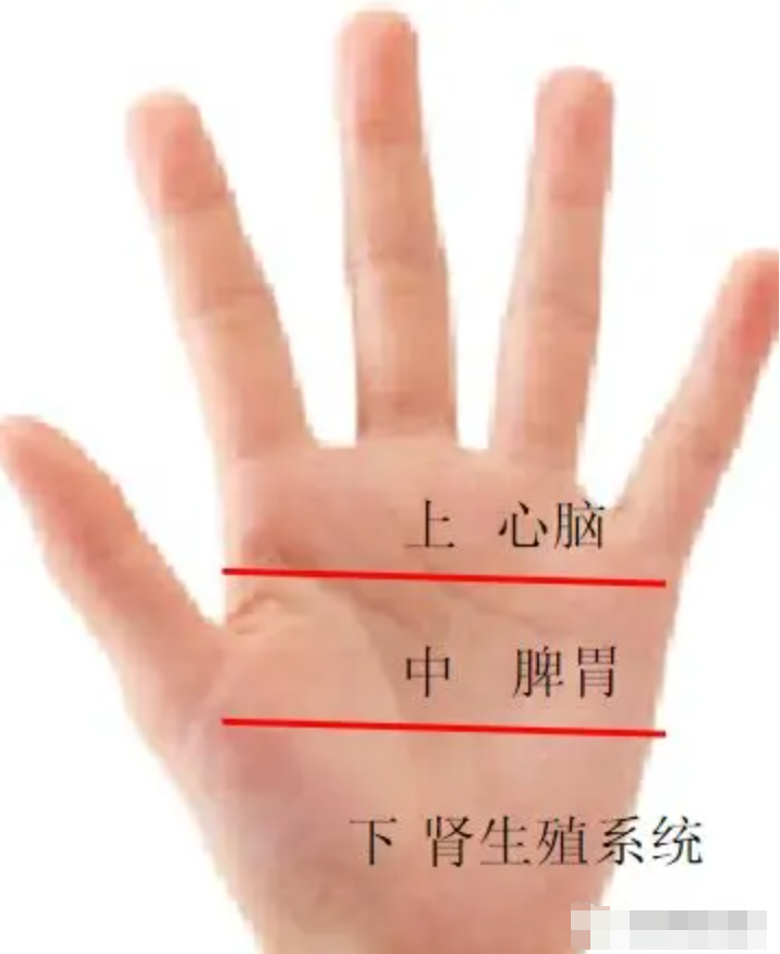 图片[3]-10分钟学会看手诊病-智健家