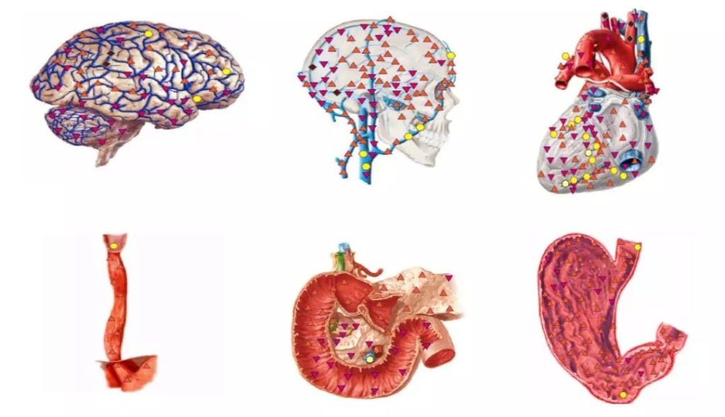 图片[8]-360°无死角全身精密细胞绿色高端筛查，只需30分钟，提前3-5年预警健康风险 —— NLS非线性数字智能检测仪-智健家