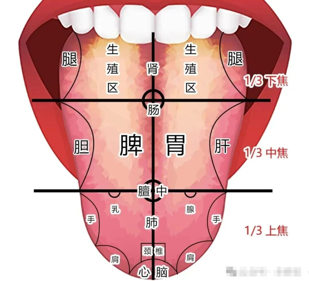图片[1]-中医看舌头，到底在看什么？-智健家