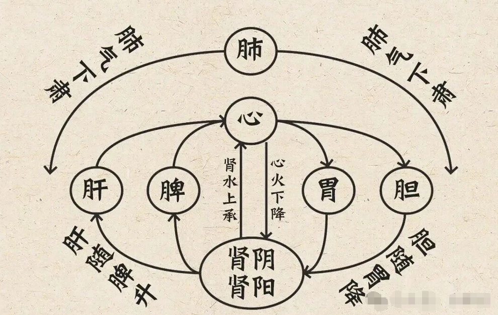 图片[1]-得胃气者生，养胃的重点是通降。-智健家